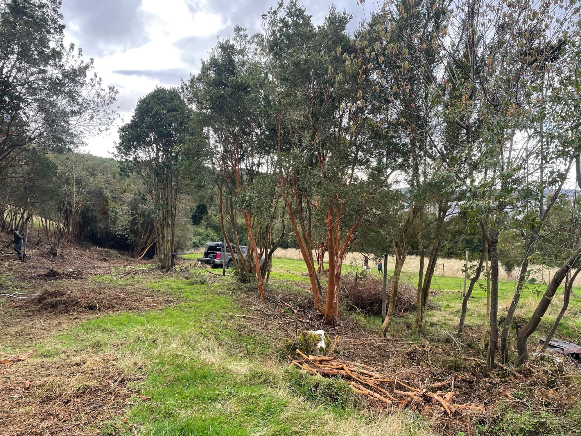 Pradera y árboles del terreno